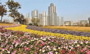 深圳的冬日浪漫：赏花观景不重样