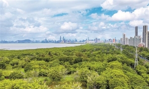 深圳将构建红树林湿地全链条保护治理体系 11月5日拟定为“深圳红树林湿地保护日”