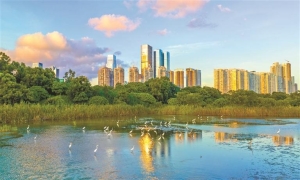 深圳红树林湿地候鸟保护实践向全球推广